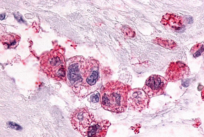 PTGER3 Antibody in Immunohistochemistry (Paraffin) (IHC (P))