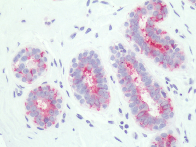 PTGER3 Antibody in Immunohistochemistry (Paraffin) (IHC (P))