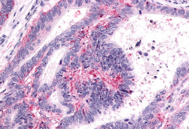 PTGER3 Antibody in Immunohistochemistry (Paraffin) (IHC (P))