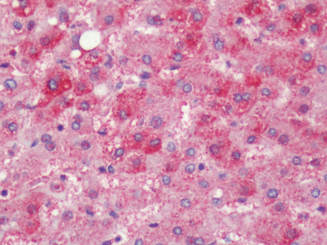 PTGER4 Antibody in Immunohistochemistry (Paraffin) (IHC (P))