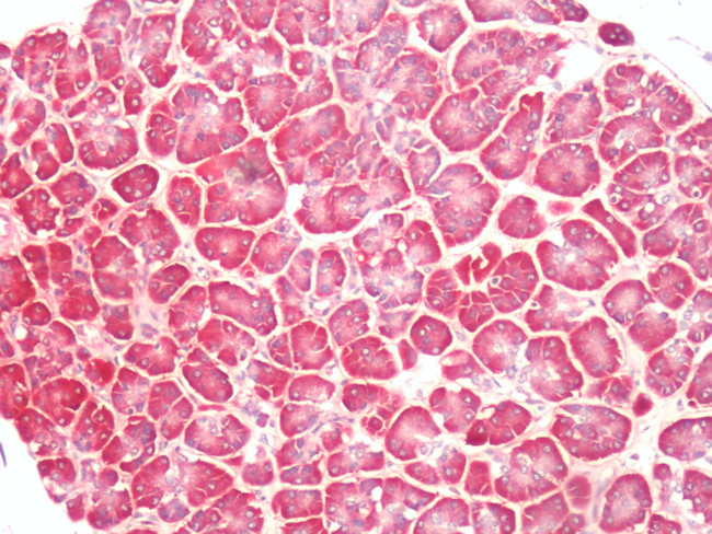 PTGER4 Antibody in Immunohistochemistry (Paraffin) (IHC (P))