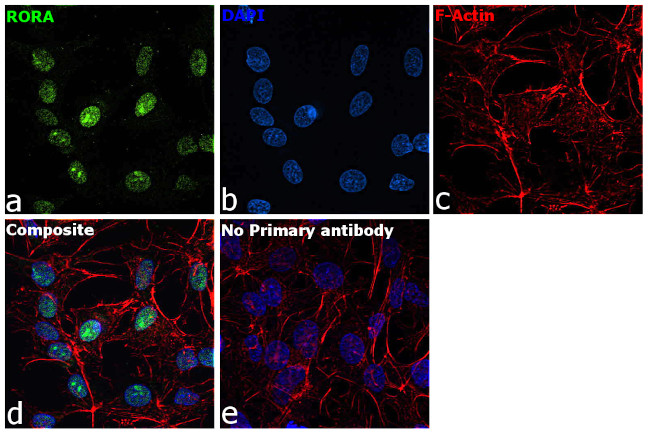 RORA Antibody in Immunocytochemistry (ICC/IF)