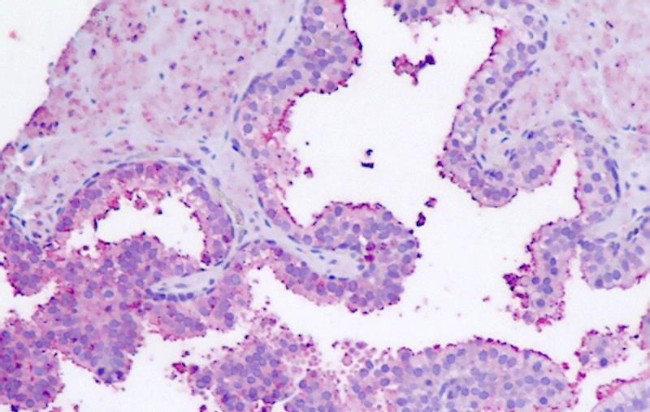 LGR7 Antibody in Immunohistochemistry (Paraffin) (IHC (P))