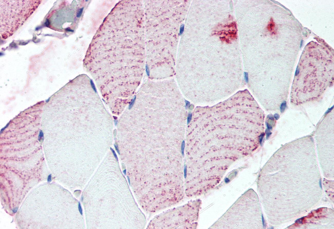 RXFP2 Antibody in Immunohistochemistry (Paraffin) (IHC (P))