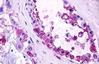 S1P1 Antibody in Immunohistochemistry (Paraffin) (IHC (P))