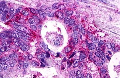 S1P1 Antibody in Immunohistochemistry (Paraffin) (IHC (P))