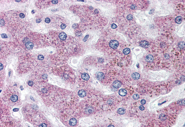 SLC5A11 Antibody in Immunohistochemistry (Paraffin) (IHC (P))