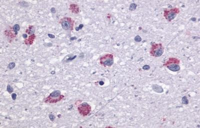 TAAR1 Antibody in Immunohistochemistry (Paraffin) (IHC (P))