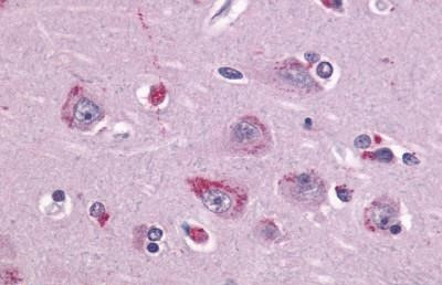 TAAR1 Antibody in Immunohistochemistry (Paraffin) (IHC (P))