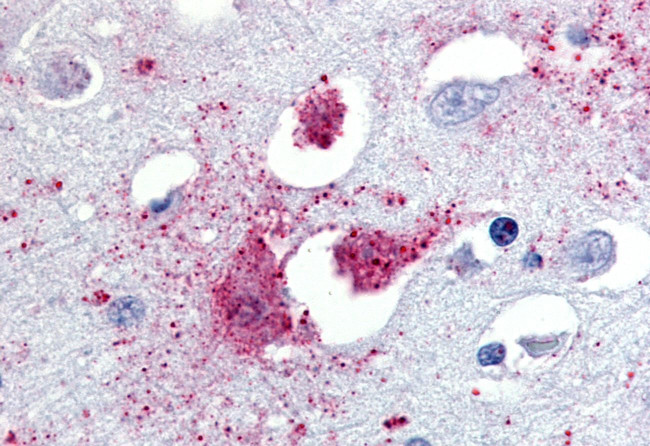 TAAR1 Antibody in Immunohistochemistry (Paraffin) (IHC (P))