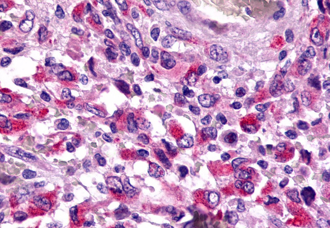 TAAR6 Antibody in Immunohistochemistry (Paraffin) (IHC (P))