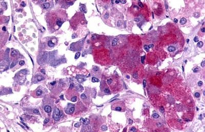 TAAR8 Antibody in Immunohistochemistry (Paraffin) (IHC (P))