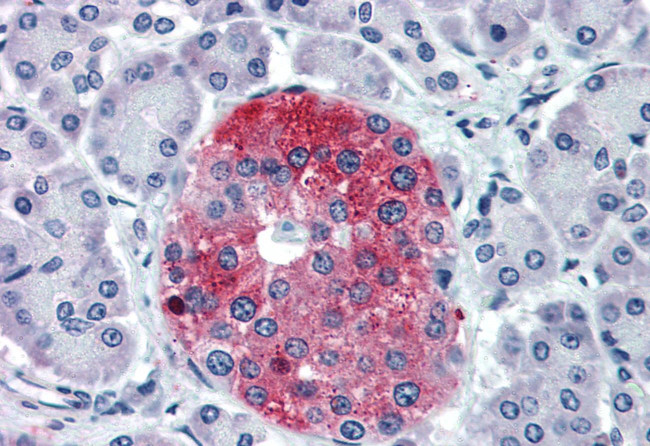 TAAR8 Antibody in Immunohistochemistry (Paraffin) (IHC (P))