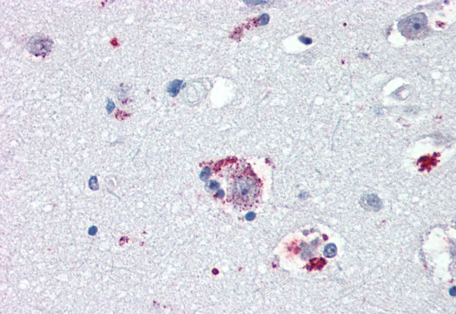 TAAR8 Antibody in Immunohistochemistry (Paraffin) (IHC (P))