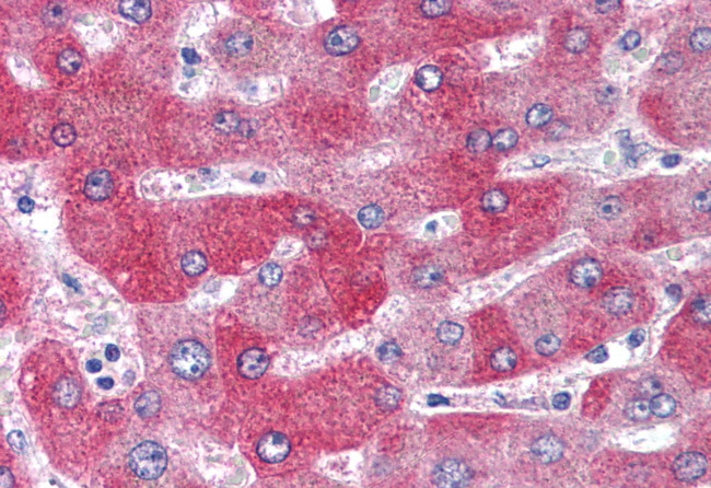 WNT1 Antibody in Immunohistochemistry (Paraffin) (IHC (P))