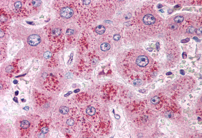 WNT11 Antibody in Immunohistochemistry (Paraffin) (IHC (P))