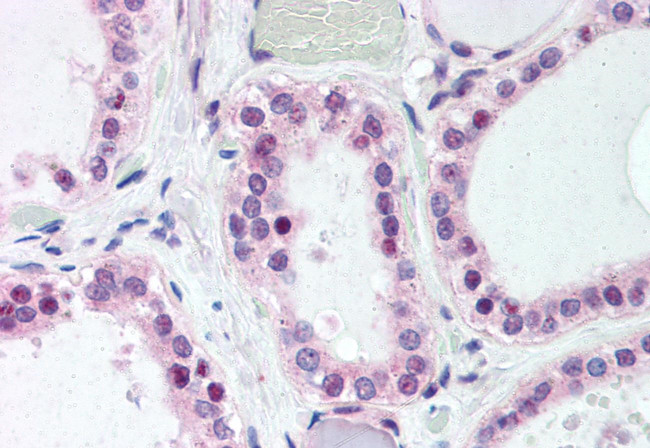 WNT4 Antibody in Immunohistochemistry (Paraffin) (IHC (P))