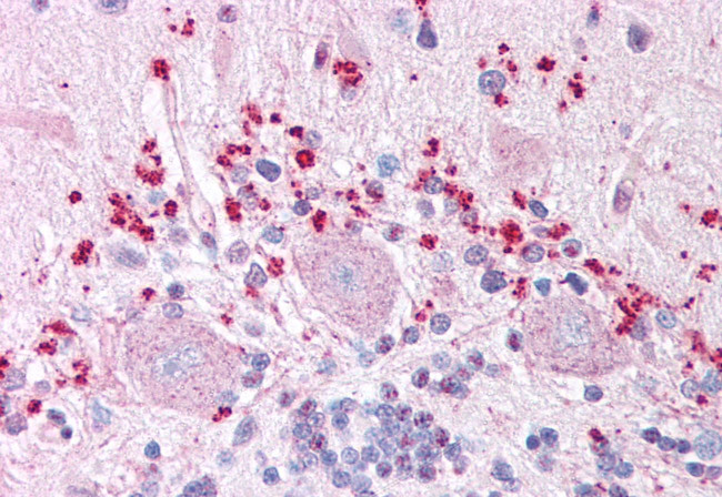 WNT7A Antibody in Immunohistochemistry (Paraffin) (IHC (P))