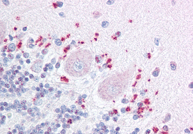 WNT7A Antibody in Immunohistochemistry (Paraffin) (IHC (P))