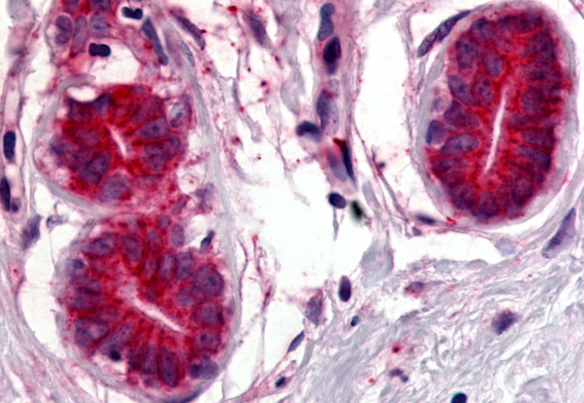 WNT8A Antibody in Immunohistochemistry (Paraffin) (IHC (P))