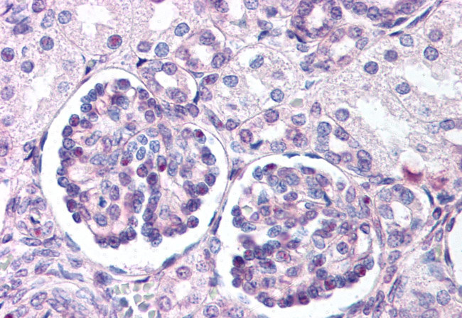 WNT9B Antibody in Immunohistochemistry (Paraffin) (IHC (P))