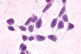 XPR1 Antibody in Immunocytochemistry (ICC/IF)