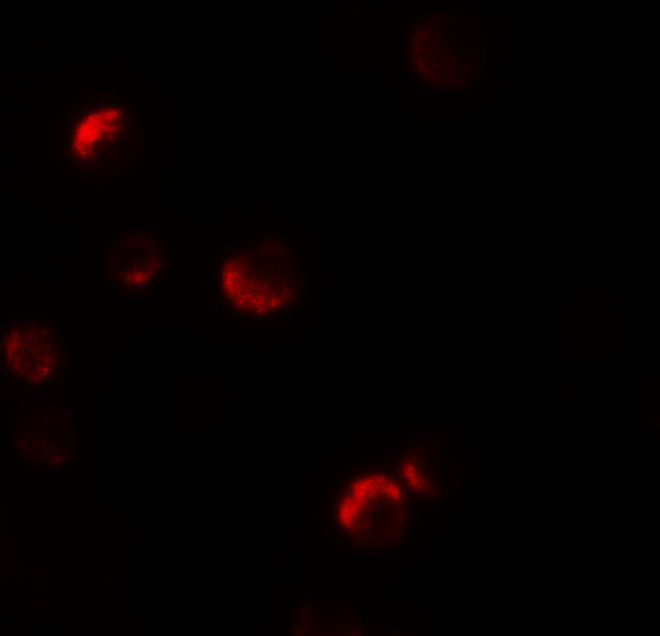 YPEL1 Antibody in Immunocytochemistry (ICC/IF)