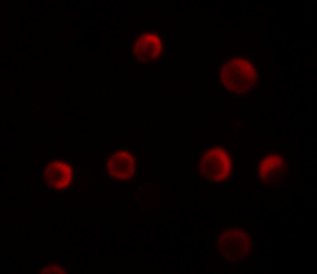 YPEL2 Antibody in Immunocytochemistry (ICC/IF)