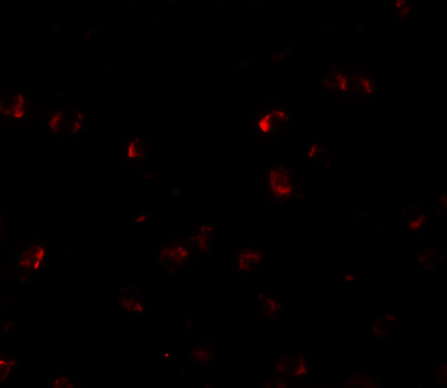 YPEL3 Antibody in Immunocytochemistry (ICC/IF)