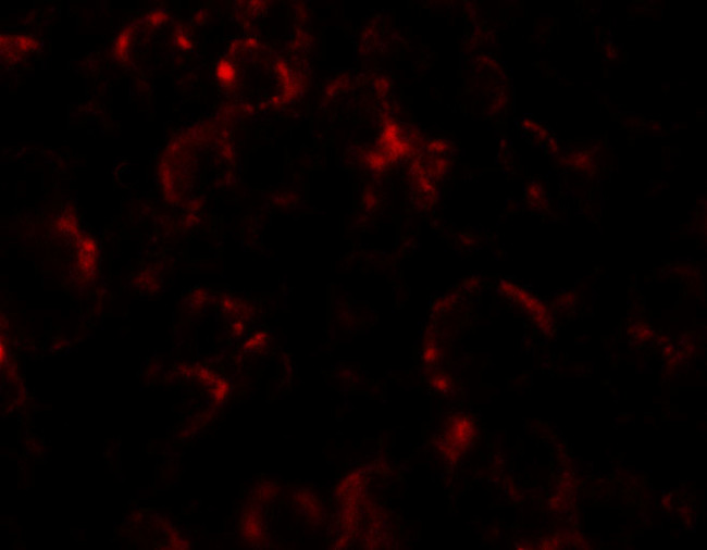 YPEL4 Antibody in Immunocytochemistry (ICC/IF)