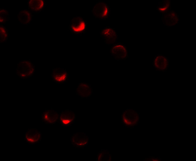 RILP Antibody in Immunocytochemistry (ICC/IF)