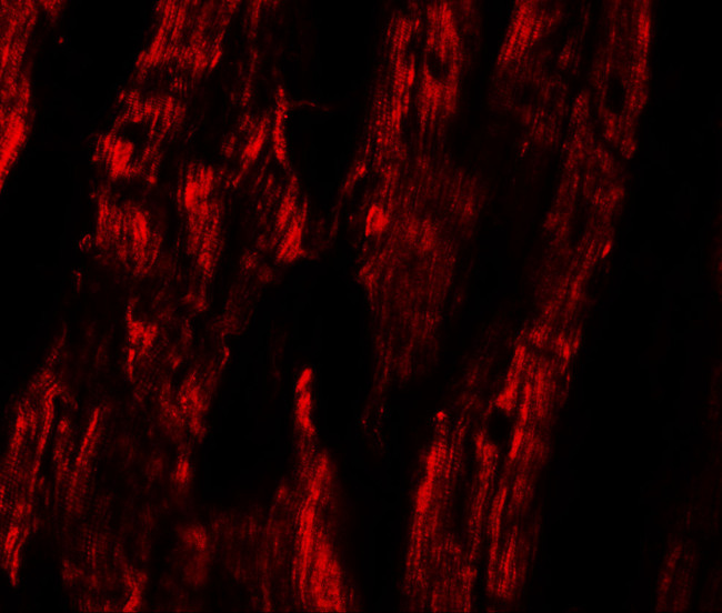 ESRRB Antibody in Immunohistochemistry (IHC)