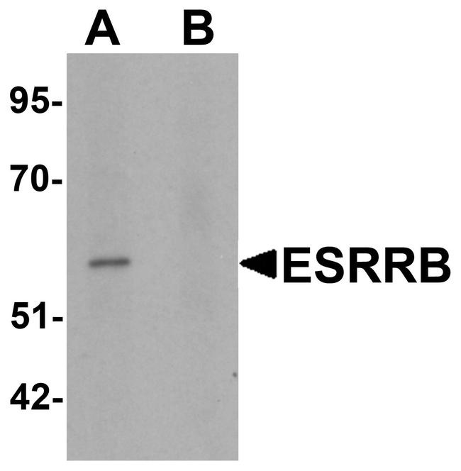 ESRRB Antibody in Western Blot (WB)