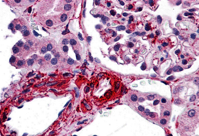 CARD10 Antibody in Immunohistochemistry (IHC)