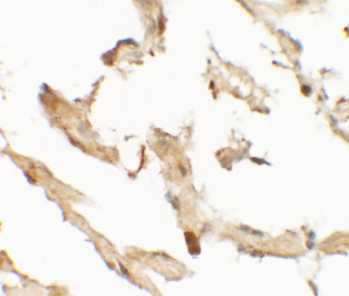 WDR18 Antibody in Immunohistochemistry (IHC)