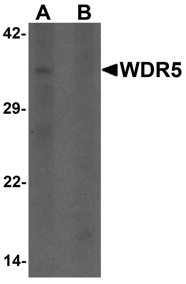 WDR5 Antibody in Western Blot (WB)