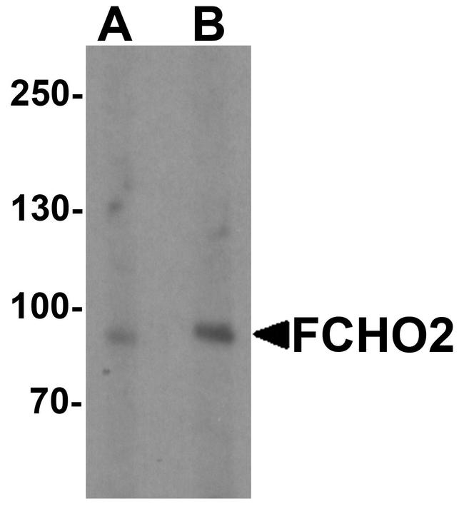 FCHO2 Antibody in Western Blot (WB)