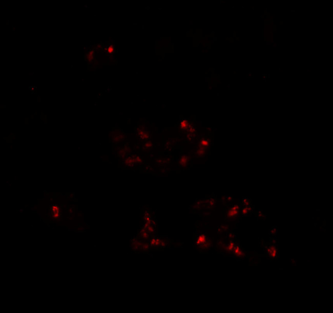 DBX2 Antibody in Immunohistochemistry (IHC)