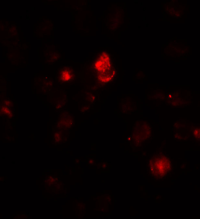 SDHAF1 Antibody in Immunocytochemistry (ICC/IF)