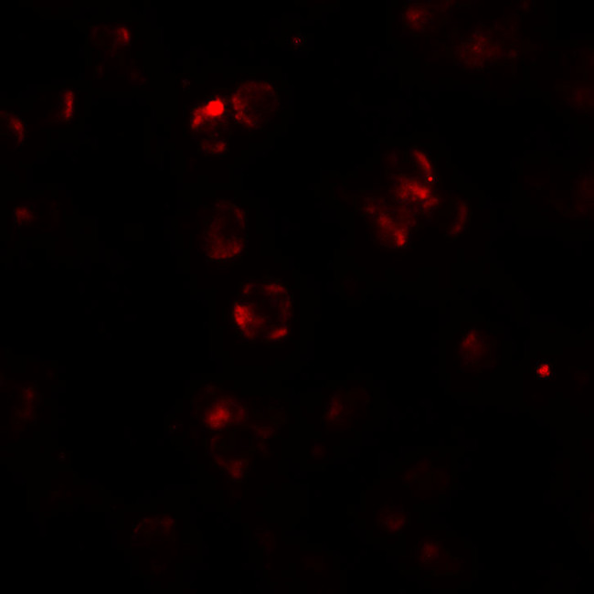 ABCA7 Antibody in Immunocytochemistry (ICC/IF)