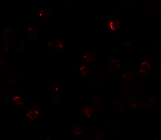 ZBTB40 Antibody in Immunocytochemistry (ICC/IF)