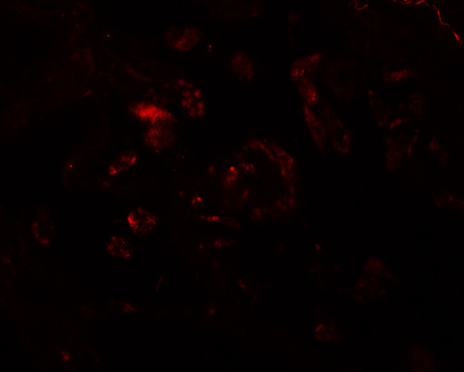 VAMP7 Antibody in Immunohistochemistry (IHC)