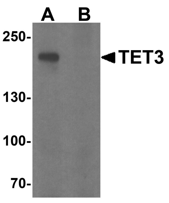 TET3 Antibody in Western Blot (WB)