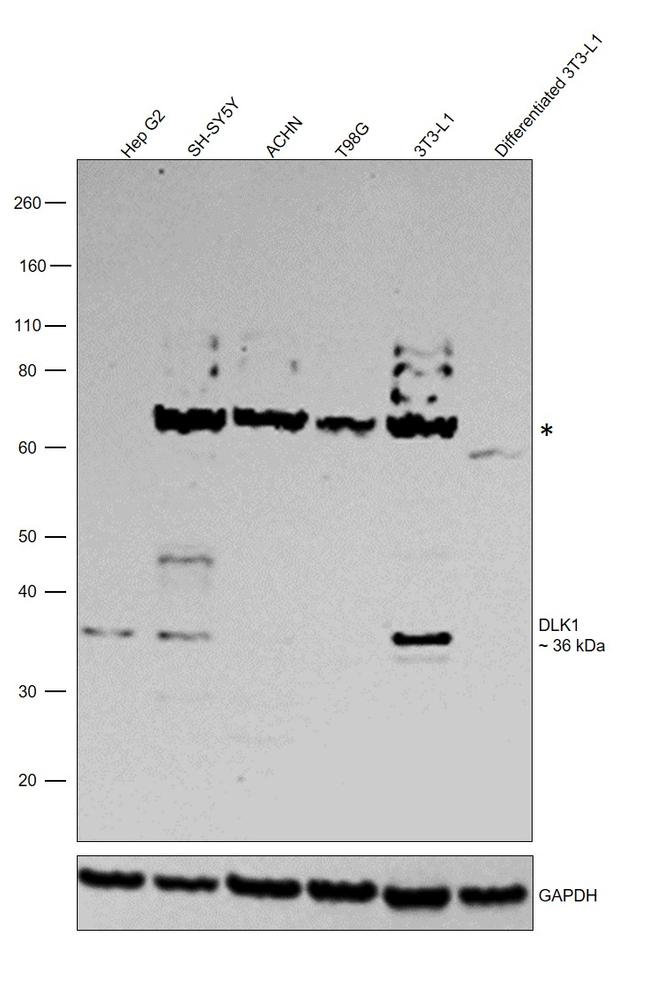 DLK1 Antibody in Western Blot (WB)