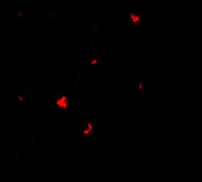 PHLPP1 Antibody in Immunocytochemistry (ICC/IF)