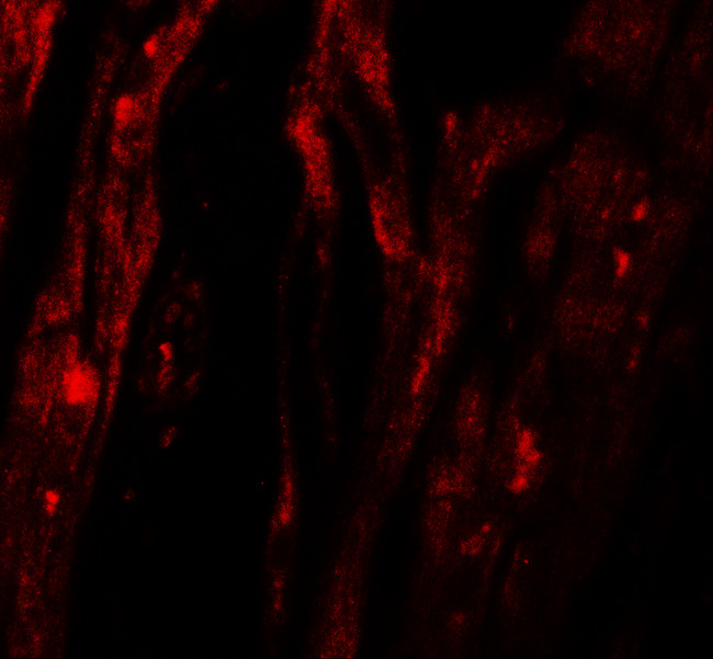 SHQ1 Antibody in Immunohistochemistry (IHC)