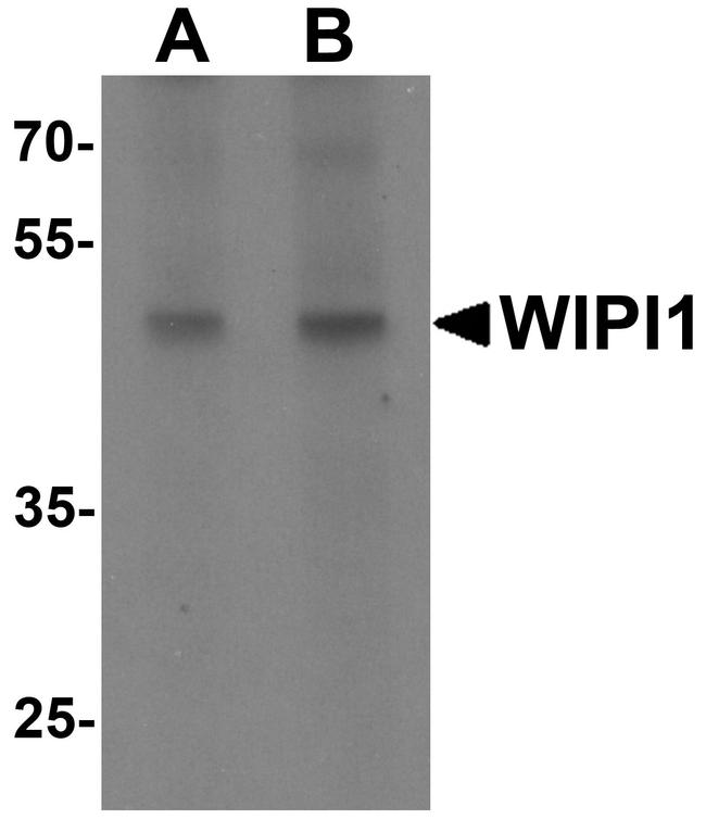 WIPI1 Antibody in Western Blot (WB)