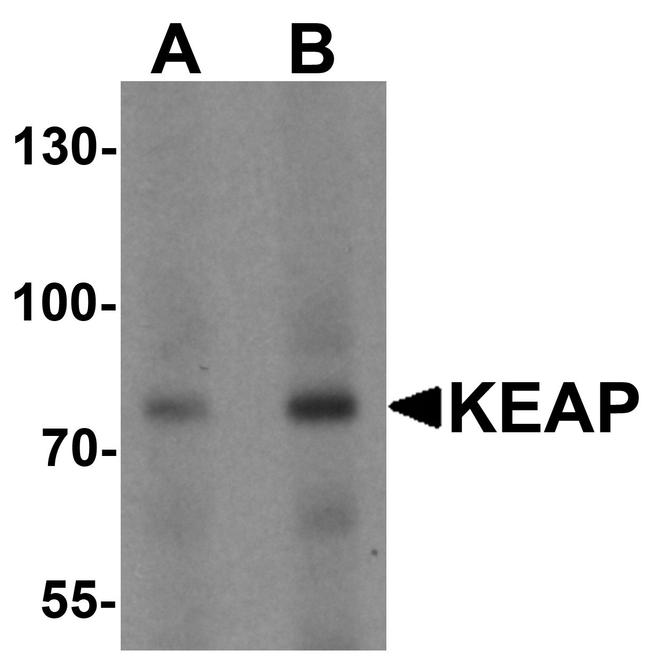 KEAP1 Antibody in Western Blot (WB)