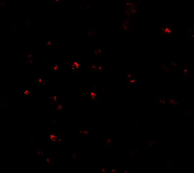 CITED2 Antibody in Immunocytochemistry (ICC/IF)