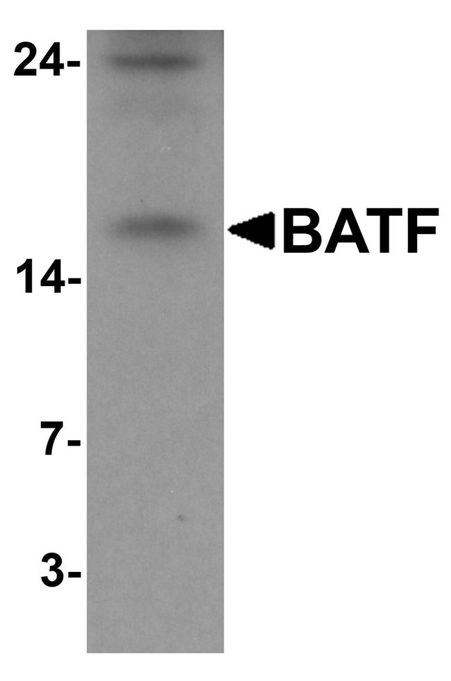 BATF Antibody in Western Blot (WB)